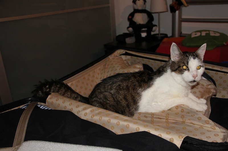 Katze auf großer Reise