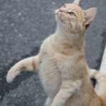 Katze auf dem Weg nach Preikestolen
