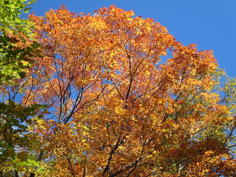 Altweibersommer in Duluth