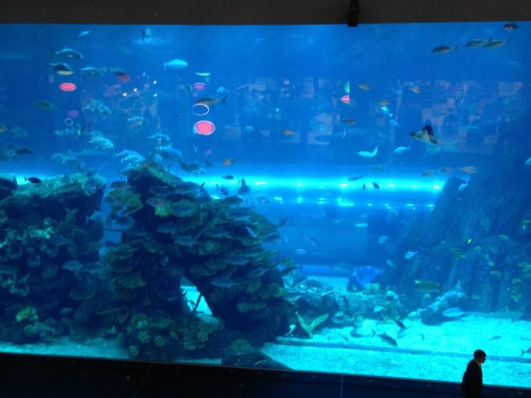 Dubai Mall Aquarium