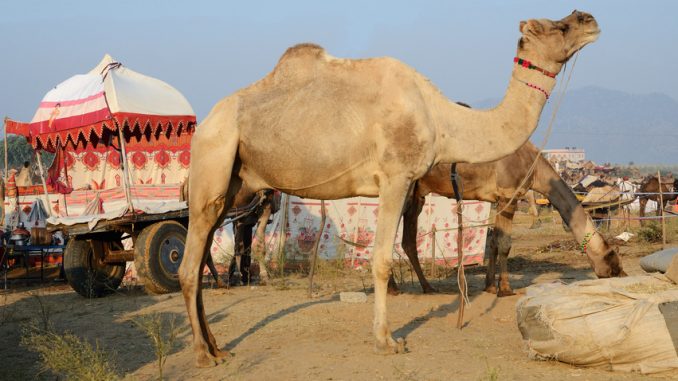 Zwei essende Arabische Kamele (Dromedar) mit einem Nomadenzelt auf einem Wagen