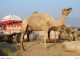 Zwei essende Arabische Kamele (Dromedar) mit einem Nomadenzelt auf einem Wagen
