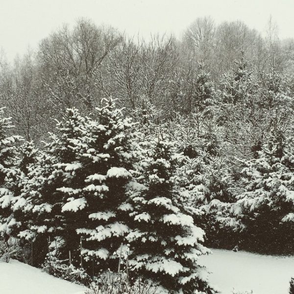 Schnee auf Tannen