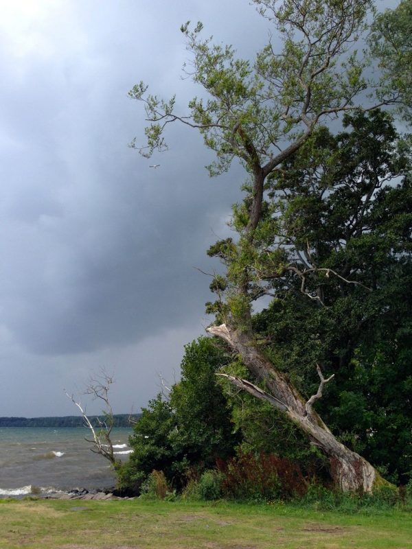 Ein Baum im Wind vor dunklen Gewitterwolken