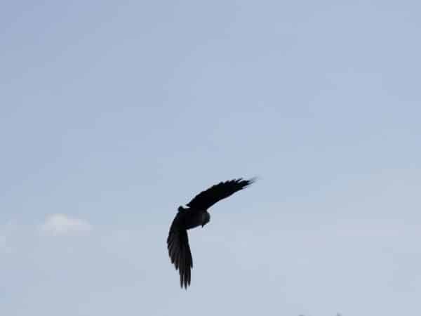 Eine Möwe fliegt in blauem Himmel