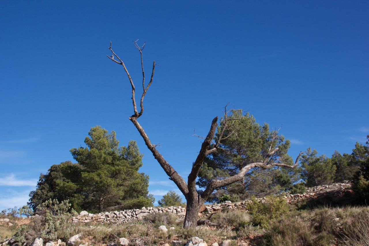 Ein kahler Baum vor blauem Himmel