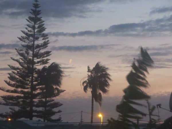 Abendhimmel mit Palmen, die sich im Wind biegen