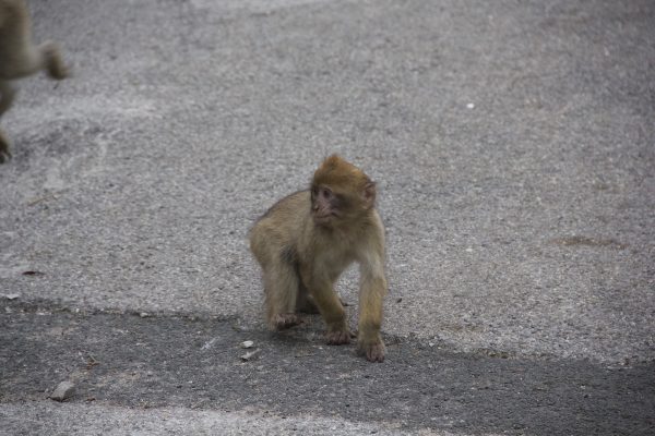 Kleines Äffchen in Gibraltar