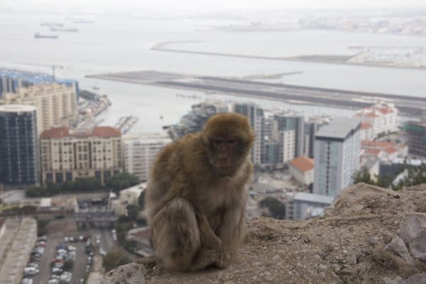 Affe vor der Skyline von Gibraltar