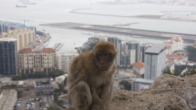 Affe vor der Skyline von Gibraltar