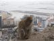 Affe vor der Skyline von Gibraltar