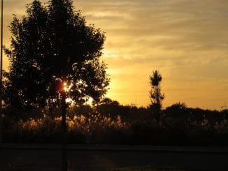 Die Sonne geht hinter einem Baum unter