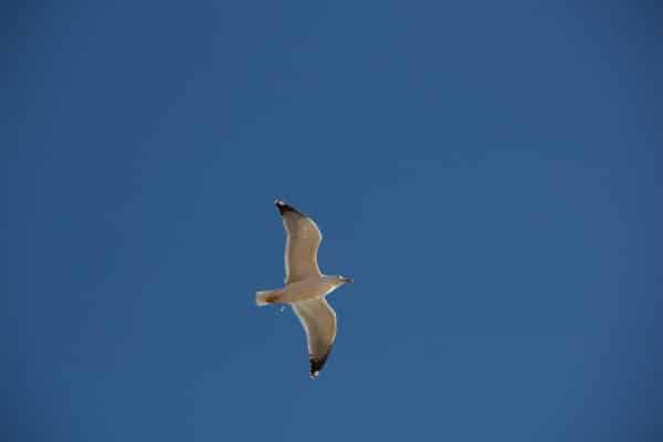 Eine Möwe segelt vor einem blauen Himmel