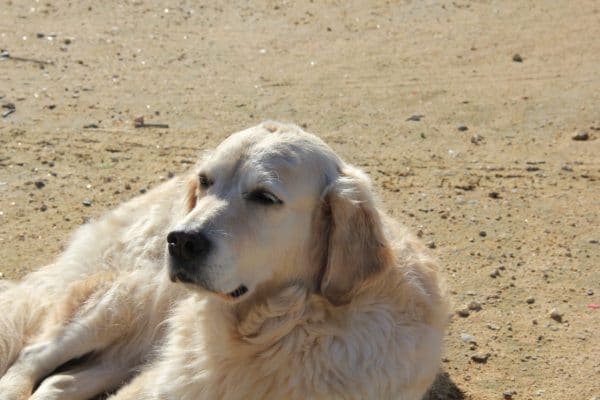 Ein Golden Retriever auf einem Sandplatz