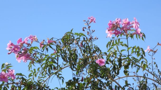 Rosa blühende Blüten vor strahlend blauem Himmel