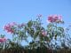 Rosa blühende Blüten vor strahlend blauem Himmel