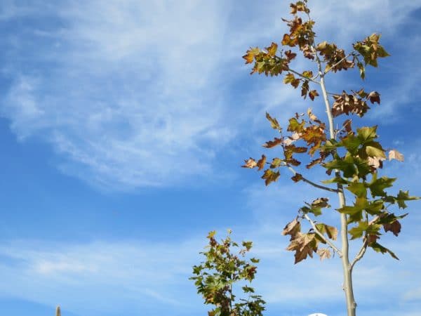 Eine junge Kastanie mit braunen Blättern vor einem blauen Himmel