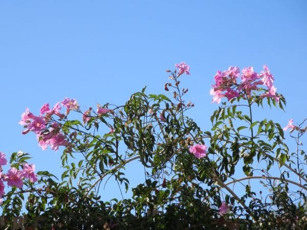 Blumenpracht gibt es auch in Deutschland.