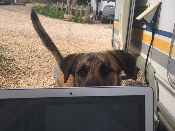 Ein Hund schaut über den Rand von einem Laptop
