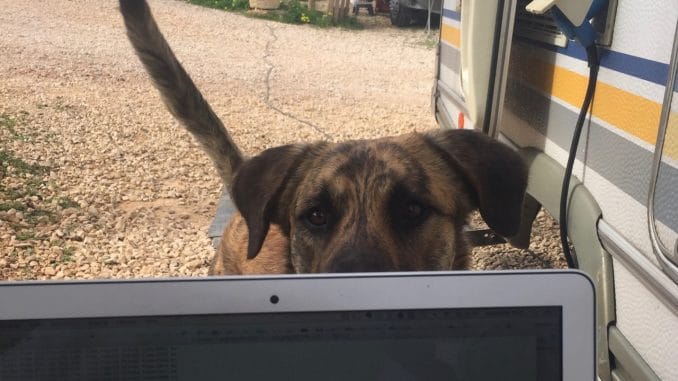 Ein Hund schaut über den Rand von einem Laptop