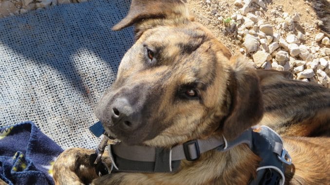 chief Ein Hund liegt und schaut nach oben in die Kamera