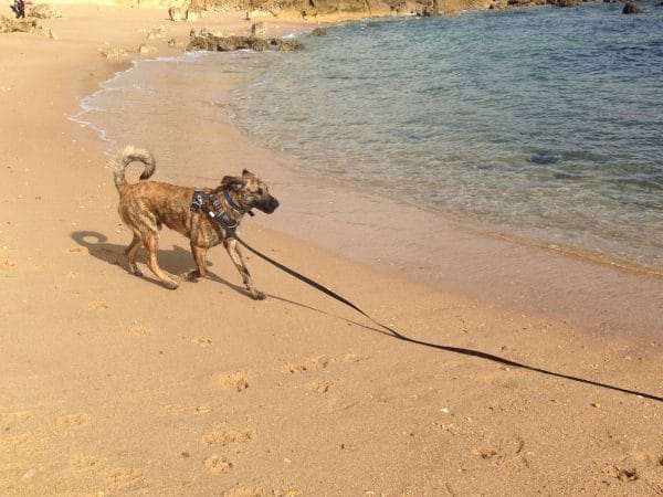 Ein Hund rennt an einem Strand
