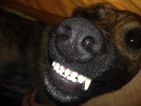 Ein Hund zeigt seine Zähne