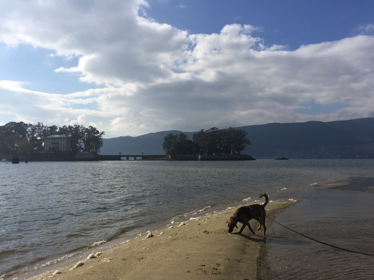 Ein Hund schnüffelt an einer kleinen Sandzunge am Meer