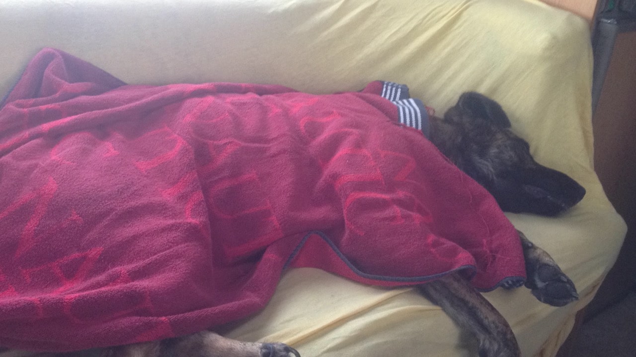 Ein Hund liegt auf einem gelben Sofa mit einem roten Handtuch zugedeckt