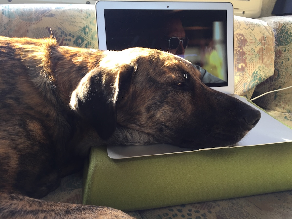 Ein Hund liegt mit dem Kopf entspannt auf der Tastatur eines Laptops