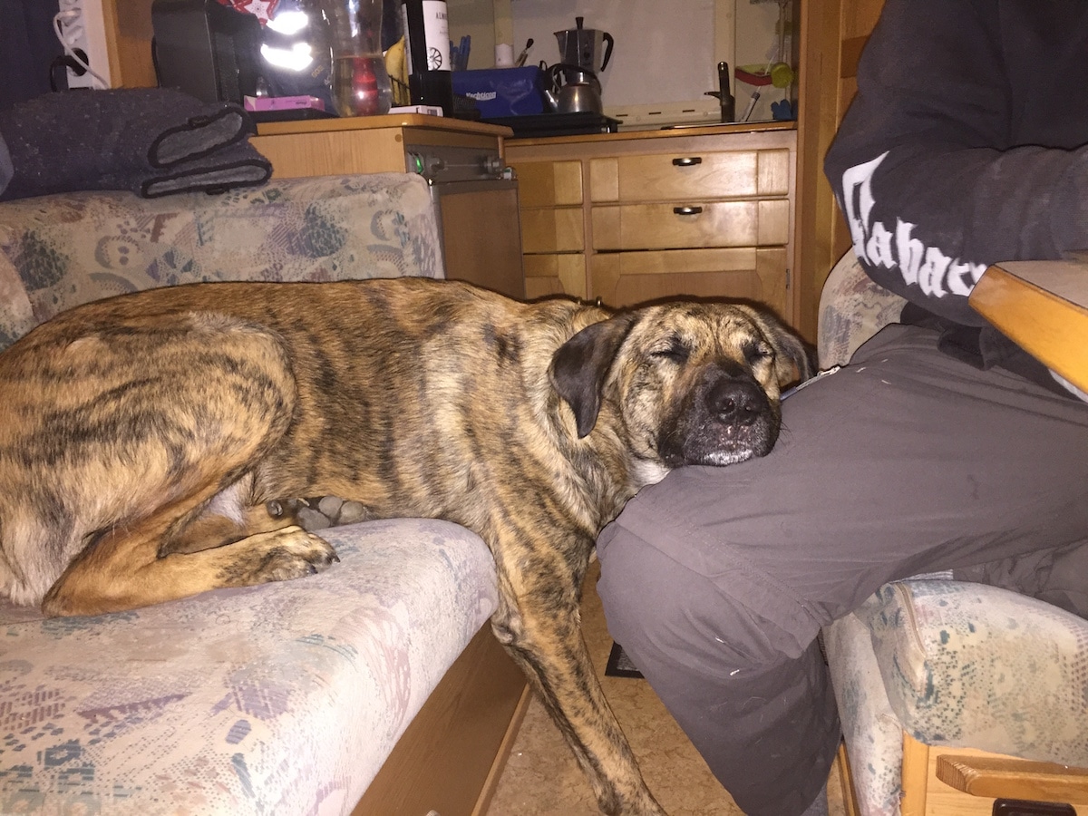 Ein Hund hängt halb vom Sofa herunter mit dem Kopf auf dem Bein eines Mannes.
