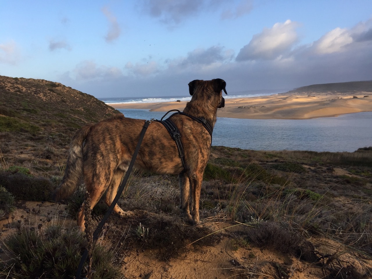 Ein Hund steht auf einem Felsen und schaut auf das Meer und den Strand.